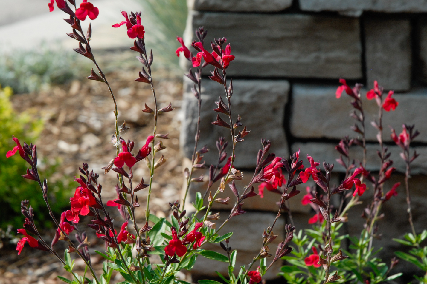 Furman’s Red Sage